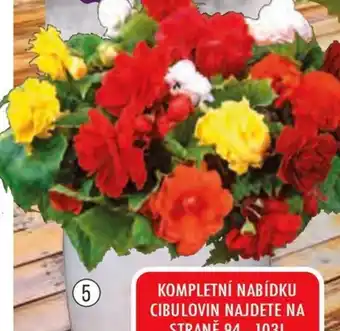 PLNOKVĚTÉ VELKO-KVĚTÉ BEGONIE SMĚS