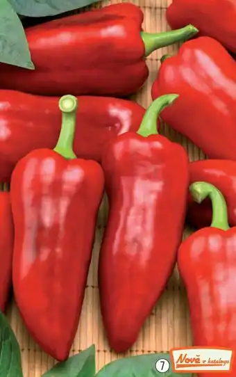 PAPRIKA 'LUNGY'