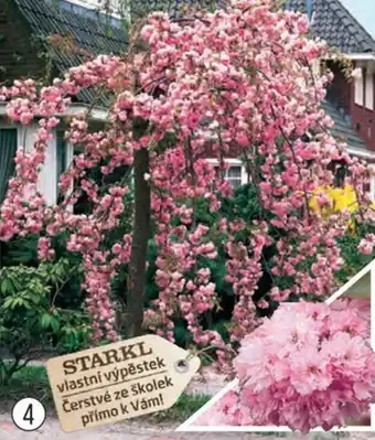 Starkl PLNOKVĚTÁ PŘEVISLÁ SAKURA nabídka