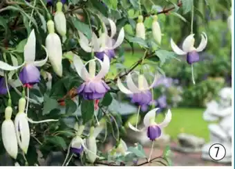 Starkl FUCHSIE 'BLUE SARAH' nabídka