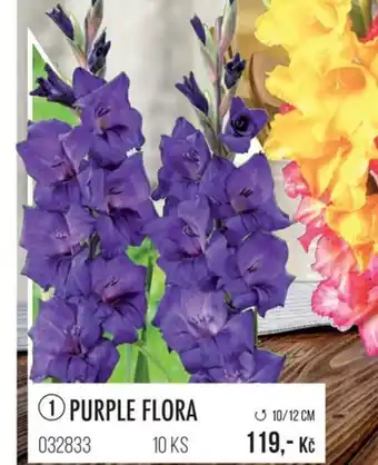 PURPLE FLORA