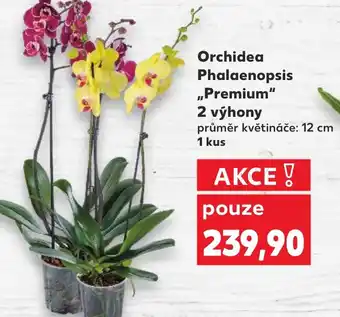 Kaufland Orchidea Phalaenopsis Premium 2 výhony nabídka