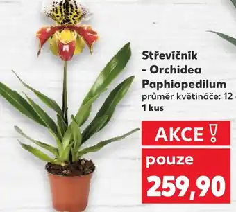 Kaufland Střevíčník - Orchidea Paphiopedilum nabídka