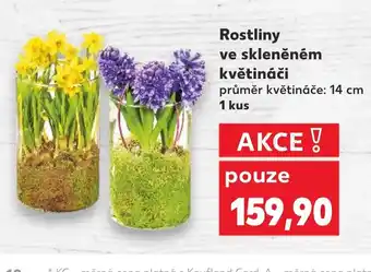 Kaufland Rostliny ve skleněném květináči nabídka