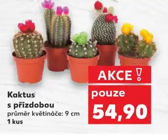Kaufland Kaktus s přízdobou nabídka