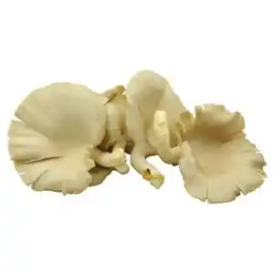 Lidl Hlíva ústřičná 300g nabídka