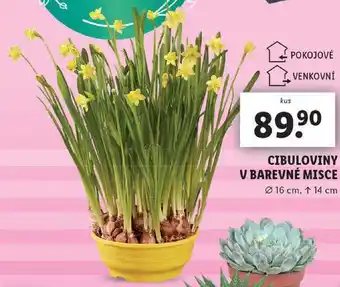 Lidl Cibuloviny v barevné misce nabídka
