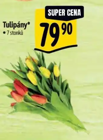 Albert Tulipány nabídka