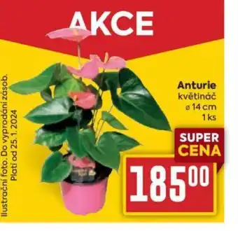 Anturie