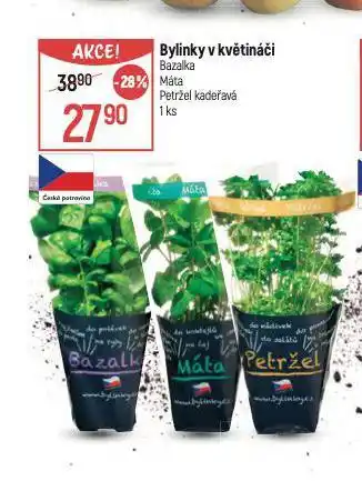 Globus Bylinky v květináči nabídka