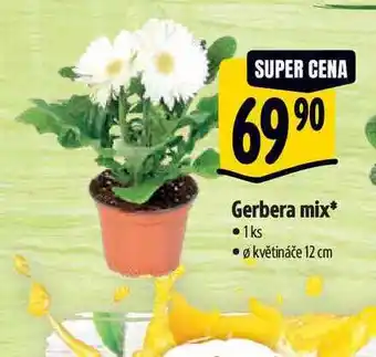 Albert Gerbera mix, pr. květináče 12 cm nabídka