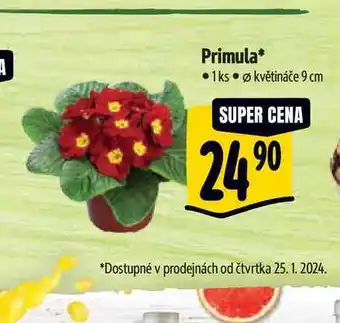 Albert Primula, pr. květináče 9 cm nabídka