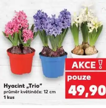 Kaufland Hyacint ,,Trio" nabídka