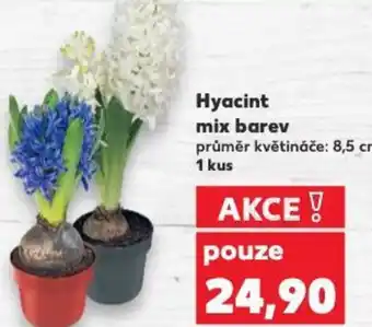 Kaufland Hyacint mix barev nabídka