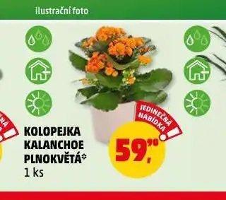 Penny Market Kolopejka kalanchoe nabídka