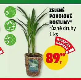 Penny Market Zelené pokojové rostliny nabídka