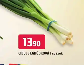 Trefa CIBULE LAHŮDKOVÁ 1 svazek nabídka