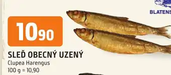 Trefa SLEĎ OBECNÝ UZENÝ nabídka