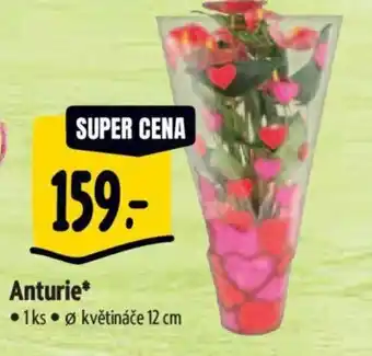 Albert Anturie nabídka