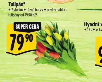 Albert Tulipány nabídka