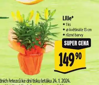 Albert Lilie nabídka