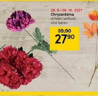 Tesco Chryzantéma nabídka