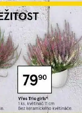 Tesco Vřes trio girls nabídka