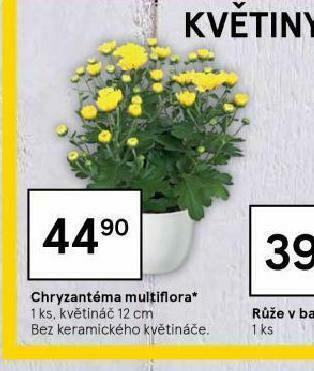 Tesco Chryzantéma multiflora nabídka