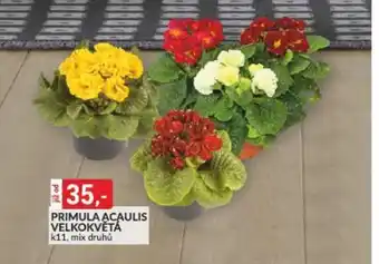 PRIMULA ACAULIS VELKOKVĚTÁ