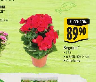 Begonie