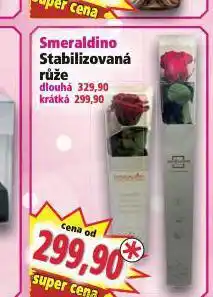 Norma Stabilizovaná růže nabídka