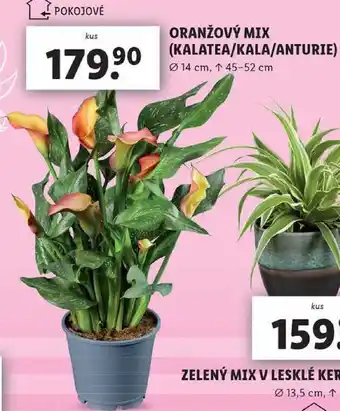 Lidl ORANŽOVÝ MIX (KALATEA/KALA/ANTURIE) nabídka