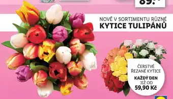 Lidl ČERSTVÉ ŘEZANÉ KYTICE nabídka