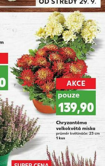 Kaufland Chryzantéma velkokvětá miska nabídka