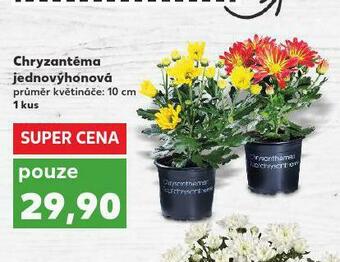 Kaufland Chryzantéma jednovýhonová nabídka