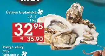 Jip Ústřice bretaňská vel. 2, 1 ks nabídka