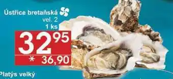 Jip Ústříce bretaňská vel. 2, 1 ks nabídka