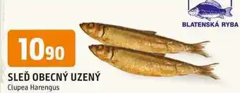 Trefa SLEĎ OBECNÝ UZENÝ 100g nabídka