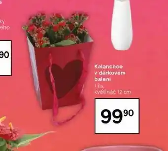 Tesco Kalanchoe v dárkovém balení nabídka