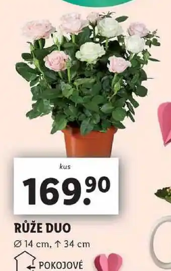 Lidl RŮŽE DUO nabídka