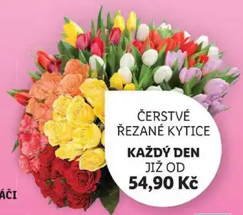 Lidl ČERSTVÉ ŘEZANÉ KYTICE nabídka