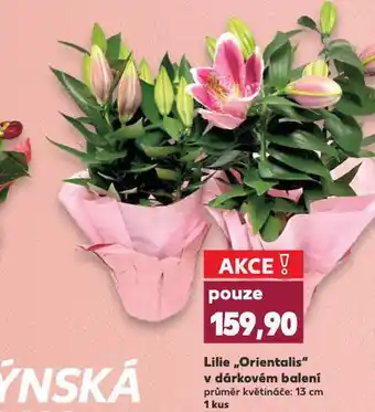 Kaufland Lilie nabídka