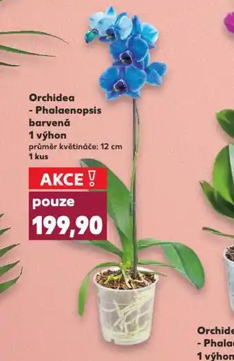 Kaufland Orchidea - phalaenopsis nabídka