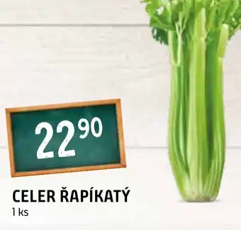 Terno CELER ŘAPÍKATÝ nabídka