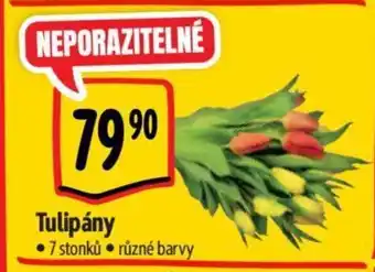 Albert Tulipány nabídka