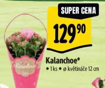 Albert Kalanchoe nabídka