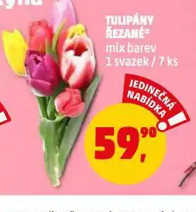 Penny Market Tulipány řezané nabídka