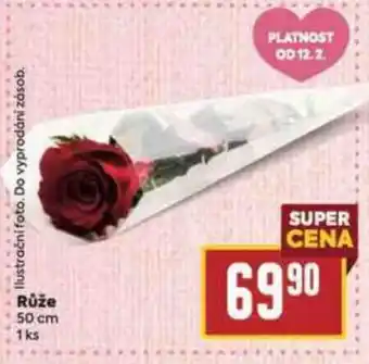 Billa Růže 50 cm nabídka