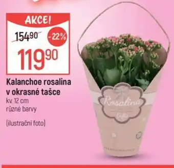 Globus Kalanchoe rosalina v okrasné tašce nabídka