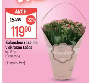 Globus Kalanchoe rosalina v okrasné tašce nabídka
